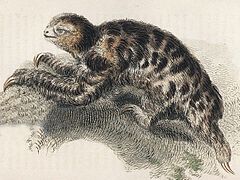 Description de l'image Bradypus pygmaeus.jpg.