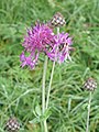 Centaurea scabiosa