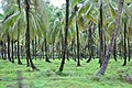 Cocoteros en la isla Wakenaam, Río Esequibo