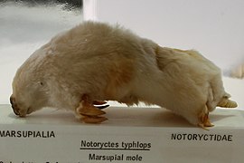 Taupe marsupiale (Notoryctes typhlops, Notoryctemorphia)