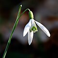 Snowdrop