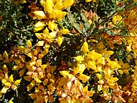 Genista tridentata