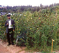 Cotton field in Sukhumi Botanical Garden, Russia, c. 1909 - 1915