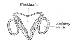 Doorsnede door de achterhersenen en gehoorblaasjes van een embryo dat verder gevorderd is dan dat van bovenstaande figuur. auditory vesicle=gehoorblaasje