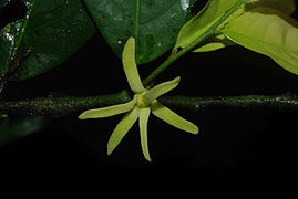 Greenwayodendron suaveolens (Annonaceae) from the Dja Faunal Reserve.jpg