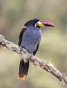 Grey-breasted mountain toucan (Andigena hypoglauca) Caldas