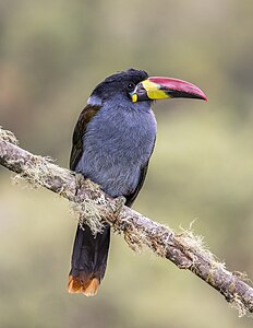 Grey-breasted mountain toucan, by Charlesjsharp