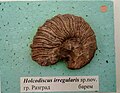 en:Holcodiscus irregularis Tzankov, 1935, en:Barremian, en:Razgrad, Cr1 1711 (Coll. V. Tzankov) at the en:Sofia University "St. Kliment Ohridski" Museum of Paleontology and Historical Geology