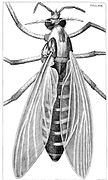 Illustrazione di moscerino