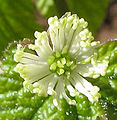 Hydrastis canadensis