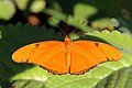 D. i. delila female, Jamaica