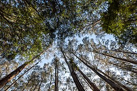 Lavers Hill (AU), Melba Gully State Park -- 2019 -- 1076.jpg