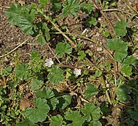 Malva-neglecta-20070428.jpg