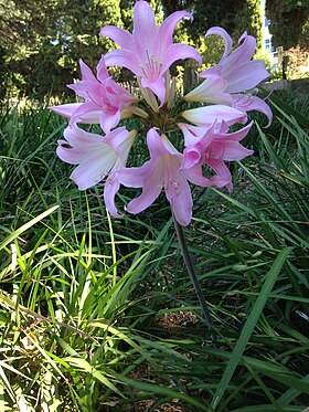 Belladonnalilje (Amaryllis belladonna)