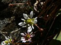 Saxifraga tolmiei