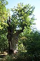 Památný javor klen v Horních Vilémovicích u Třebíče, starý více než 600 let