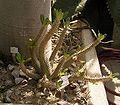 Pachypodium horombense