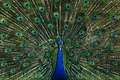 Image 33The blue peafowl (Pavo cristatus), a large and brightly coloured bird, is a species of peafowl native to the Indian subcontinent, but introduced in many other parts of the world. The photo shows a peacock displaying its train at Bangabandhu Sheikh Mujib Safari Park. Photo Credit: Azim Khan Ronnie