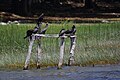 Neotropic cormorants, New River, Lamanai