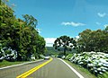 Hydrangeas adorn the roads around the city