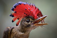 Royal-Flycatcher - TA.jpg