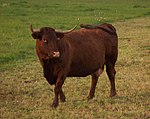 photo couleur d'une vache rouge acajou à longues cornes.