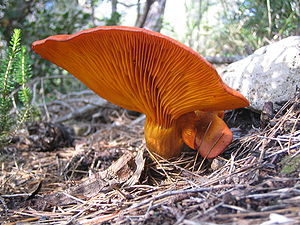 An orange mushroom