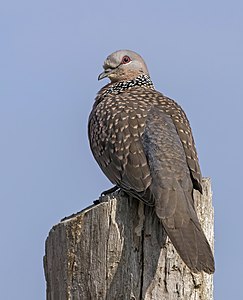 Spotted dove, by Charlesjsharp