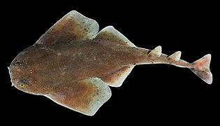 杜氏扁鲨外貌类似鳐鱼，体色为灰棕色，有许多小黑点