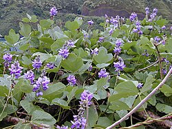 Purppurakudzu (Pueraria montana var. lobata)