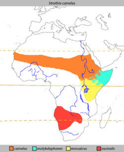 Förekomsten av struts i Afrika, inklusive somaliastruts (molybdophanes)