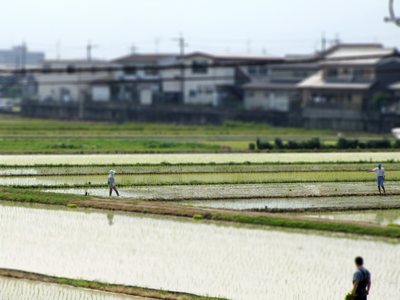 Japanese Rice Field