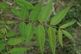 Toona sinensis