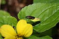 Viola glabella