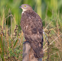 Býþjór (Pernis apivorus)