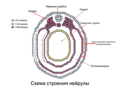 Эмбрион позвоночных (изм.).png