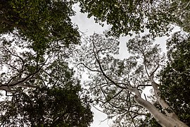 Adelaide (AU), Botanic Garden -- 2019 -- 0667.jpg