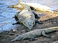 Crocodylus acutus Español: Cocodrilo americano English: American crocodyle