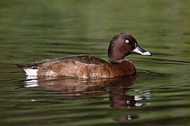 Aythya australis male - Hurstville Golf Course