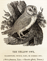 from History of British Birds (1847) by Thomas Bewick