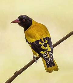 O. x. ceylonensis Sri Lanka