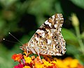 en:Painted_Lady, en:Vanessa_cardui, en:List_of_butterflies_and_moths_of_Indiana, ...