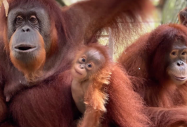 Cahaya and family at Center for Great Apes.png