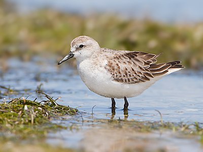 Red-necked stint, by JJ Harrison