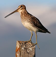 Long-legged bird with long bill wading in marsh