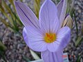 Crocus imperati (F)