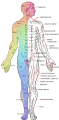 Major dermatomes and cutaneous nerves (anterior view)