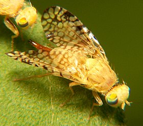 Euaresta aequalis