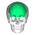 额骨（顯示為綠色）。