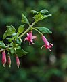 Fuchsia 'Katinka'.